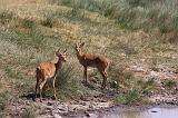 TANZANIA - Serengeti National Park - Gazzella di Reedbuck - 3